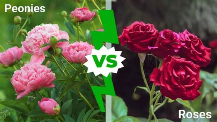 Are peonies and garden roses the same?