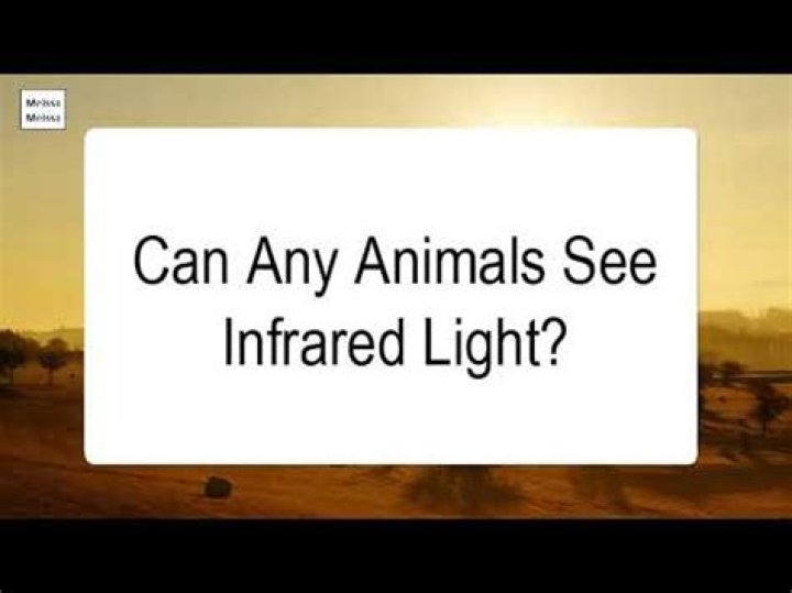 Can any animals see infrared light?