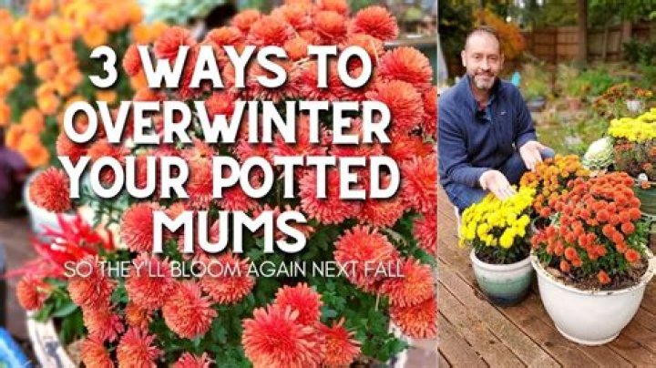 Can mums survive the winter in pots?