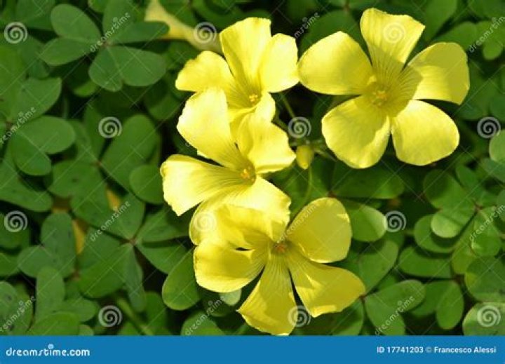 Can you eat yellow clover flowers?