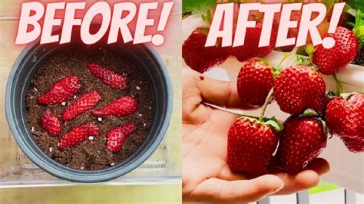 Can you grow strawberries from runners?