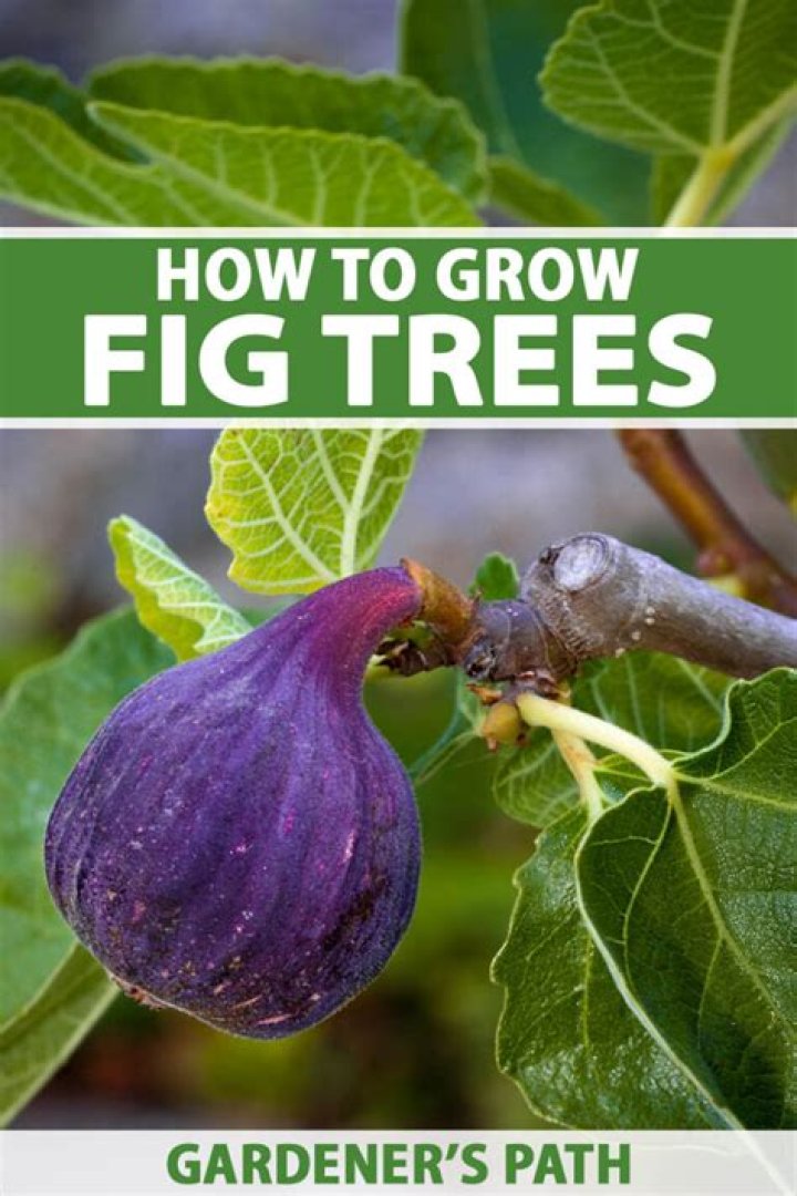 Do fig trees grow in Oregon?