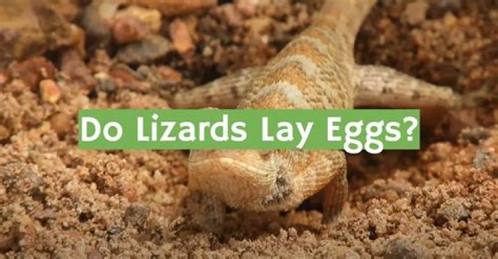 Do lizards like eggs?