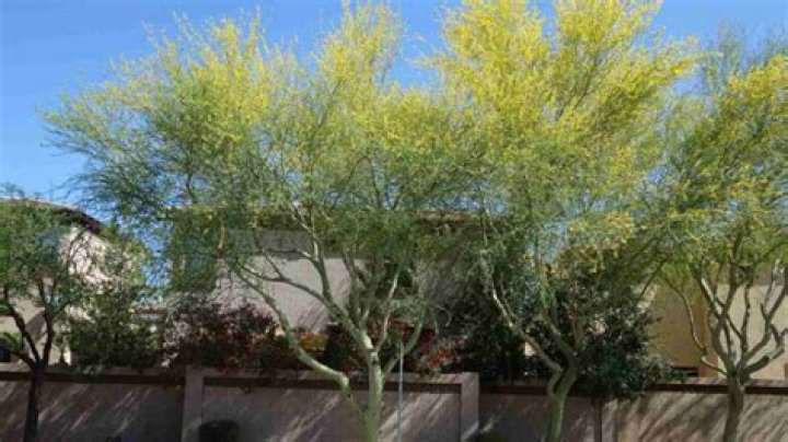 Do palo verde trees have thorns?