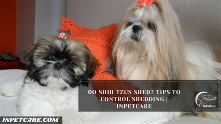 Do shih tzus shed a lot?