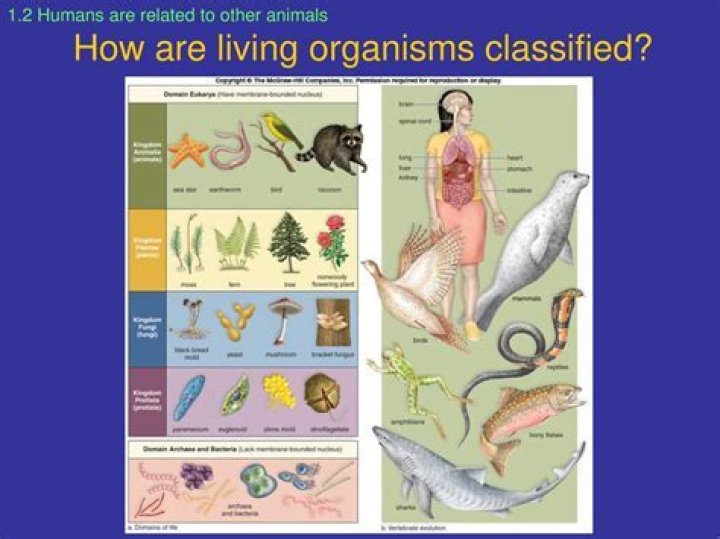 How are living organisms named and classified?