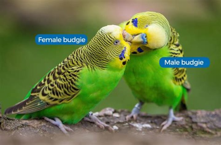 How can I tell if my budgie is happy?