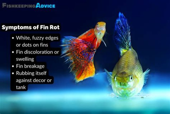 How do I know if my goldfish has fin rot?