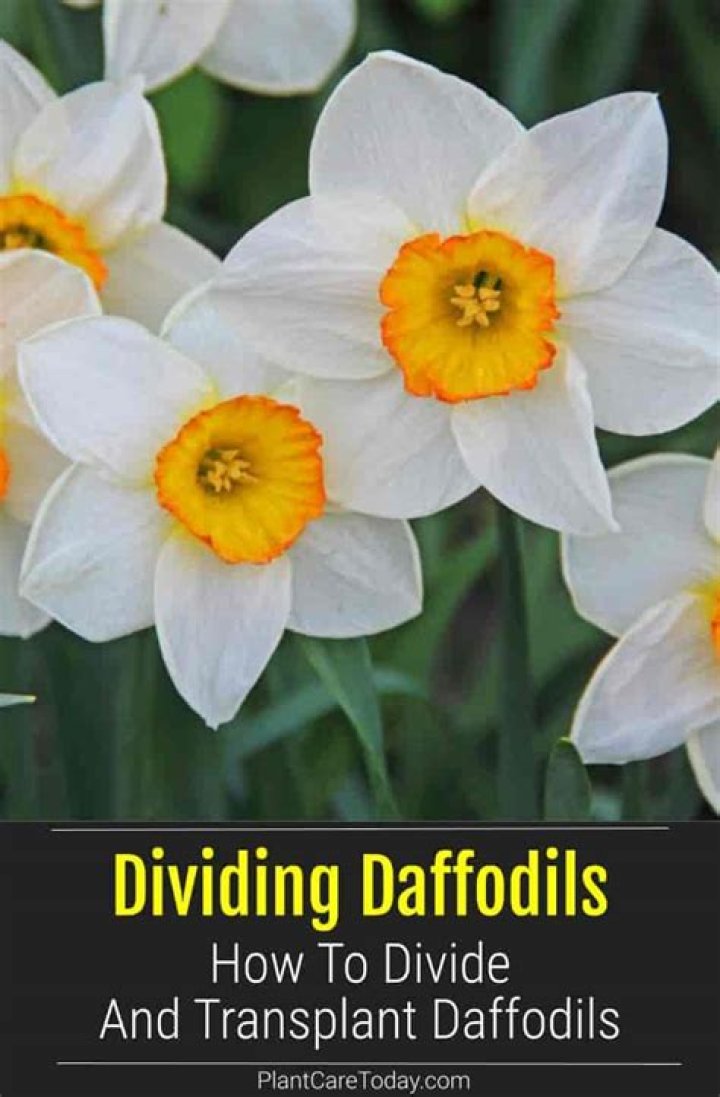 How do you divide and replant daffodils?