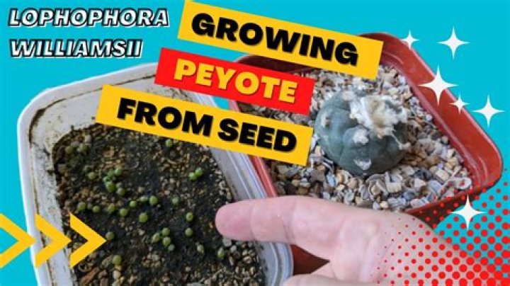 How do you germinate lophophora seeds?