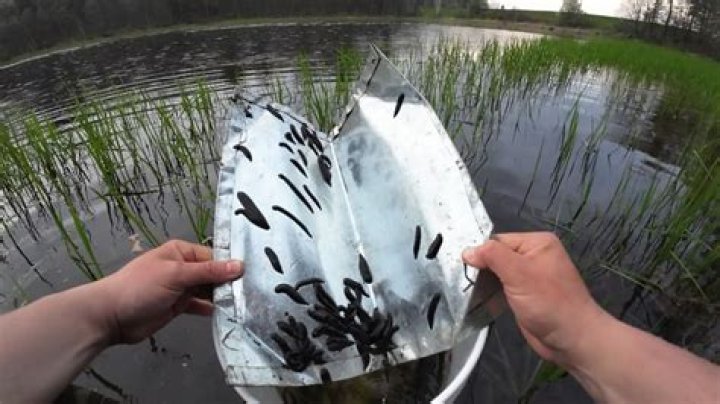 How do you get rid of leeches in a pond?