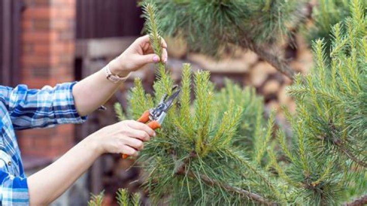 How do you remove pine needles from rocks?