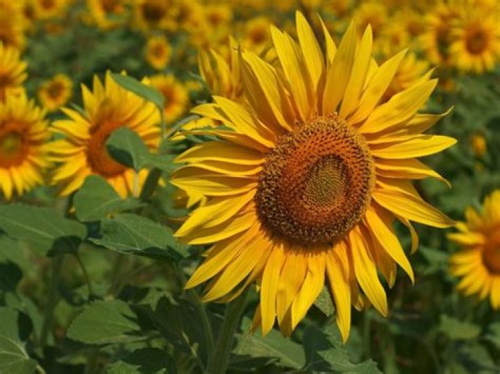 How does a sunflower reproduce?