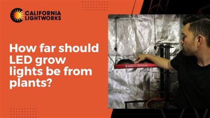 How far should LED lights be from seedlings?