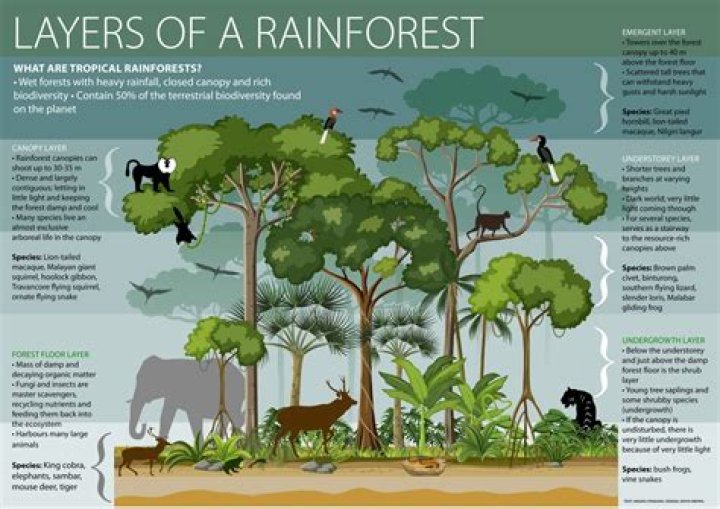 How many trees are in an acre of rainforest?