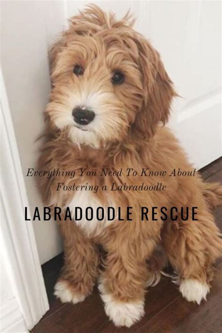 How much does it cost to adopt a Labradoodle?