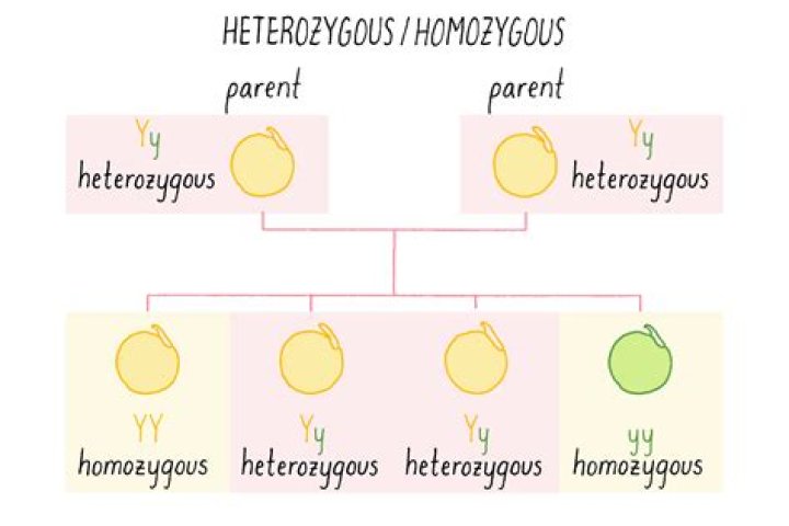 Is the genotype ee heterozygous or homozygous?