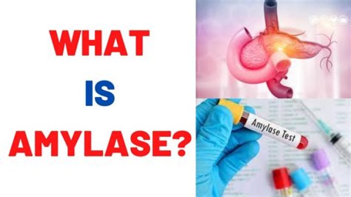 What are amylase lipase and protease?
