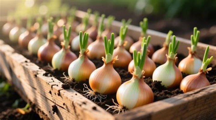 What are onion sprouts?