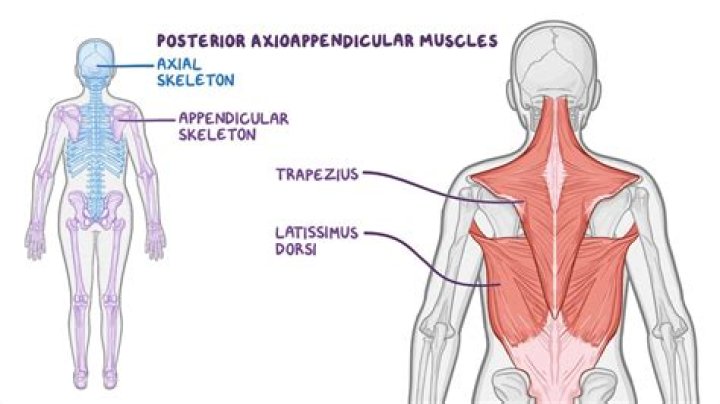 What are the muscles in your back?