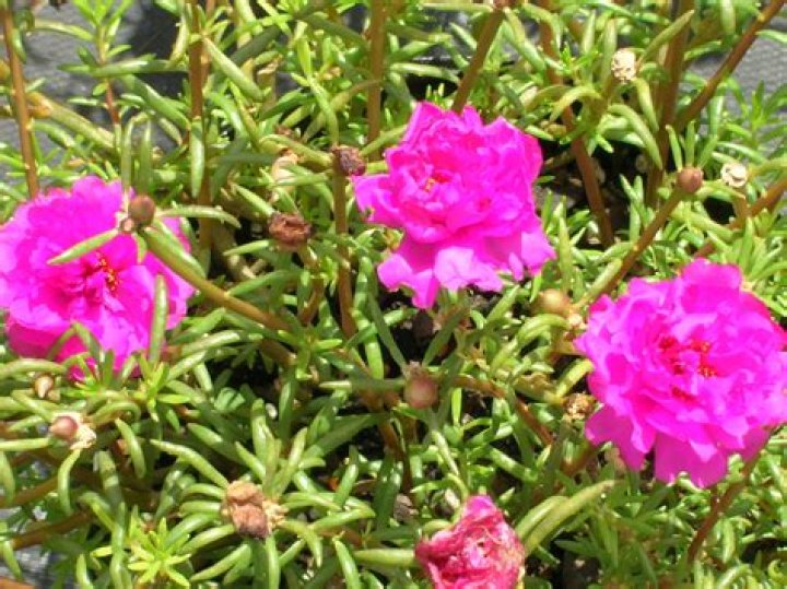 What does a Moss Rose look like?
