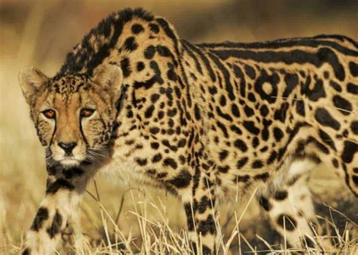 What is a king cheetah?