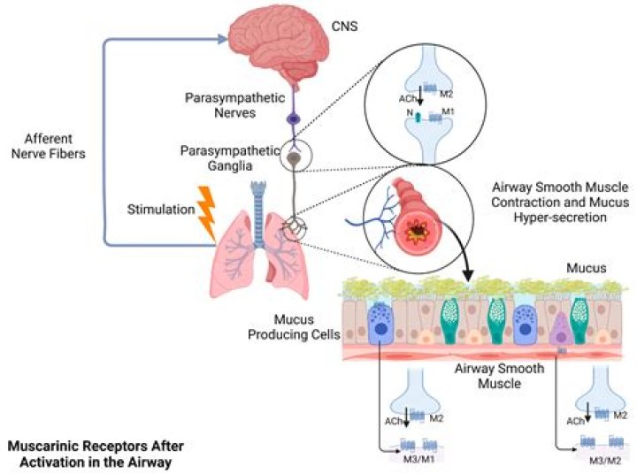 What receptors does ipratropium use?
