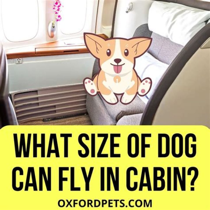 What size dogs can fly in cabin?
