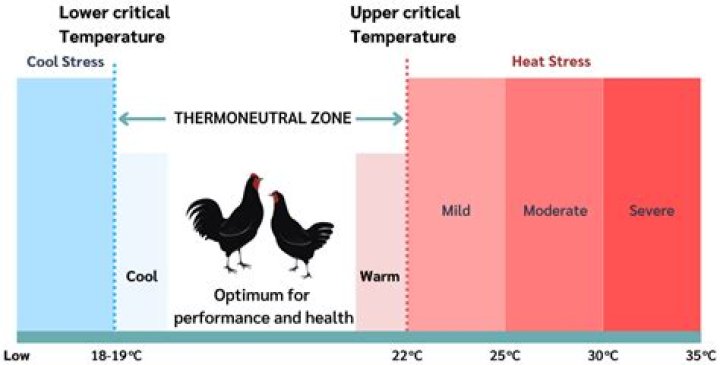 What temperature can tomato seedlings tolerate?