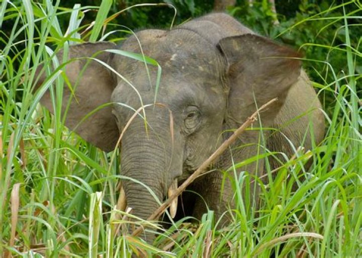 Where do pygmy elephants live?