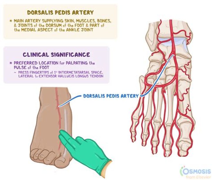 Where is the dorsalis pedis pulse located?