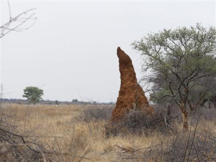 Which direction do termite mounds face?