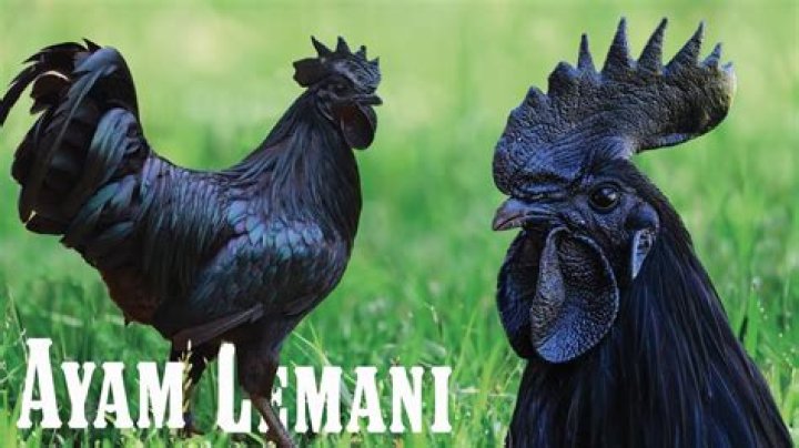 Why are Ayam Cemani black?