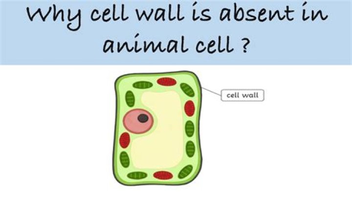 Why cell wall is absent in animal cell?