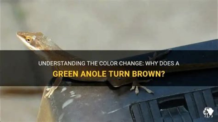 Why does a green anole turn brown?