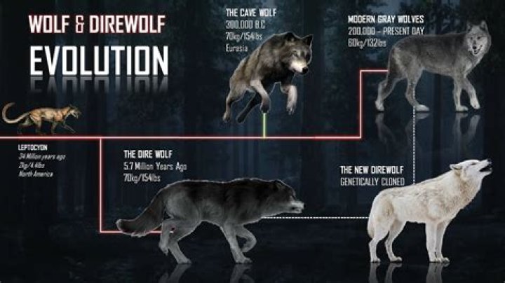 Why GREY wolves should be protected?