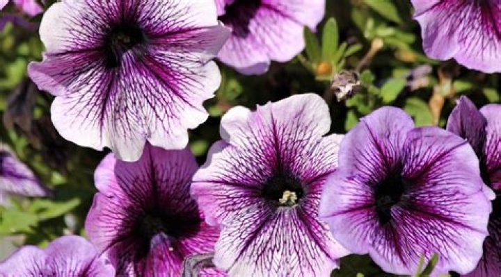 Will my petunias bloom again?