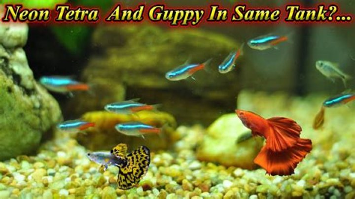 Will neon tetras breed in a tank?